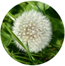 Pusteblume.jpg